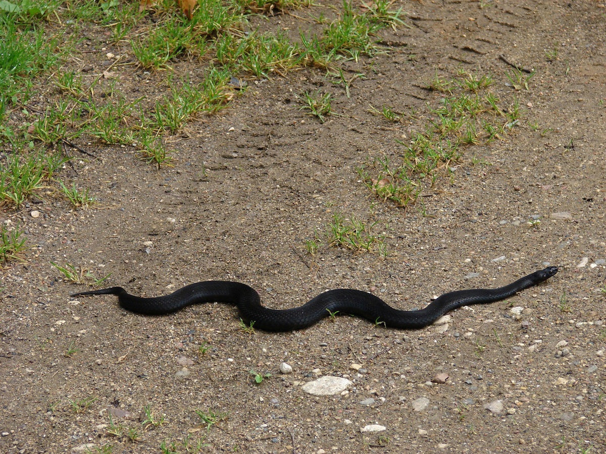 Змеи перестают. Гадюка Никольского (Vipera nikolskii). Гадюка меланист.